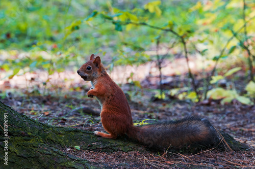 A red squirrel stands on the ground in a coniferous forest in autumn