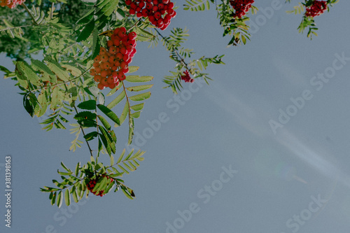 Rote Beeren mit dem Himmel im Hintergrund
