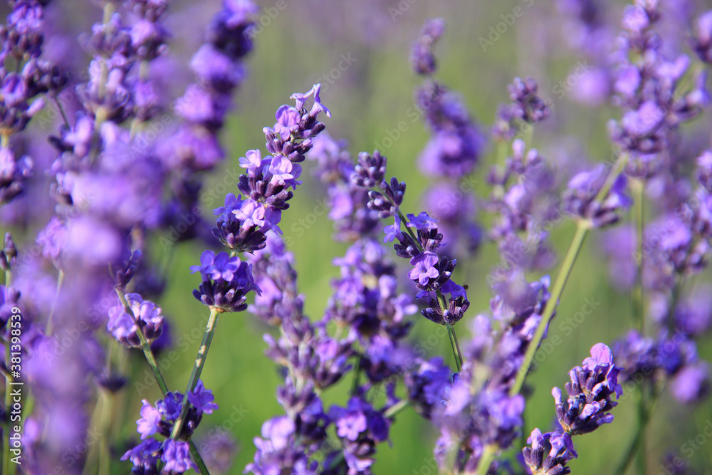 Obraz premium ラベンダー