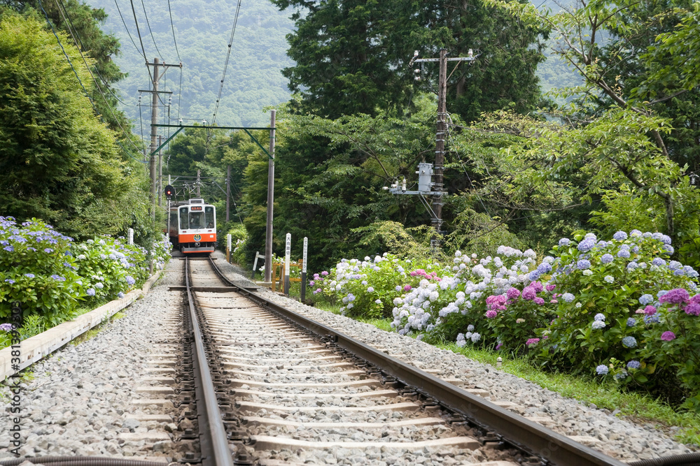 Obraz premium あじさい電車