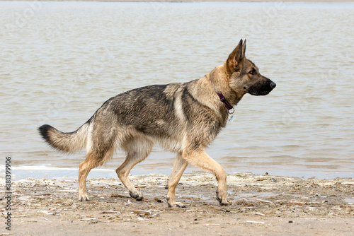 German shepherd on the beach © renatepeppenster