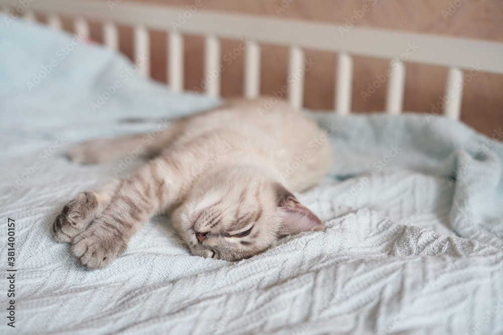 Little kitten cute sleeping on a blue plaid