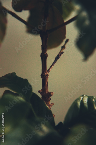 Natural background, color photo of plants and flowers. Space for text