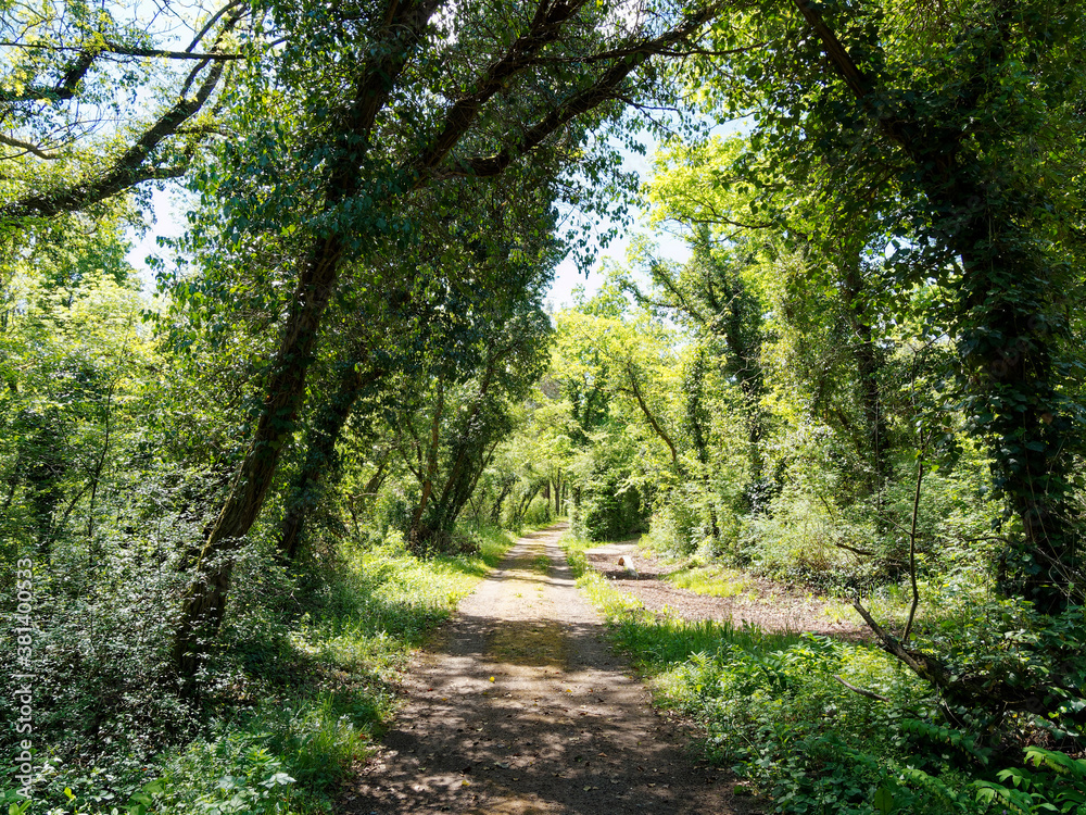 Bad Bellingen im Markgräflerland (Bade-Wurtemberg) - Sentier forestiert. Promenade, détente, calme et chemin de marche à pieds nus Bad Bellingen im Markgräflerland (Bade-Wurtemberg) - Sentier forestiert. Promenade, détente, calme et chemin de marche à pieds nus
