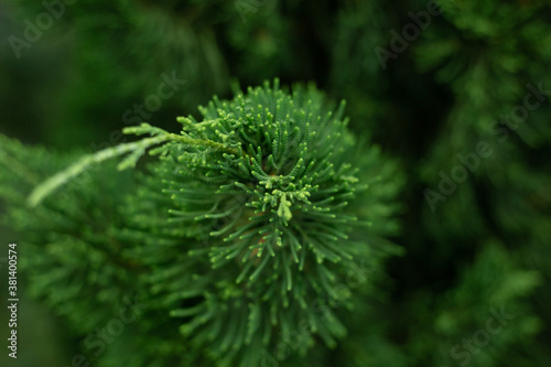 Christmas trees green branches close-up. needles  spruce  nature.