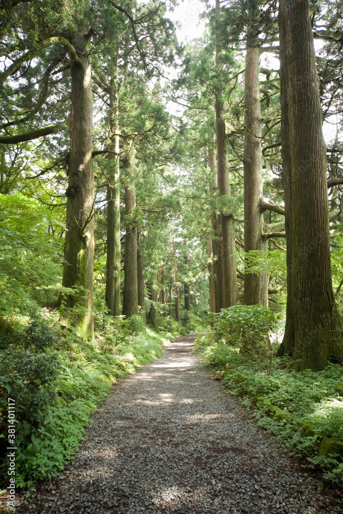 Fototapeta premium 箱根杉並木