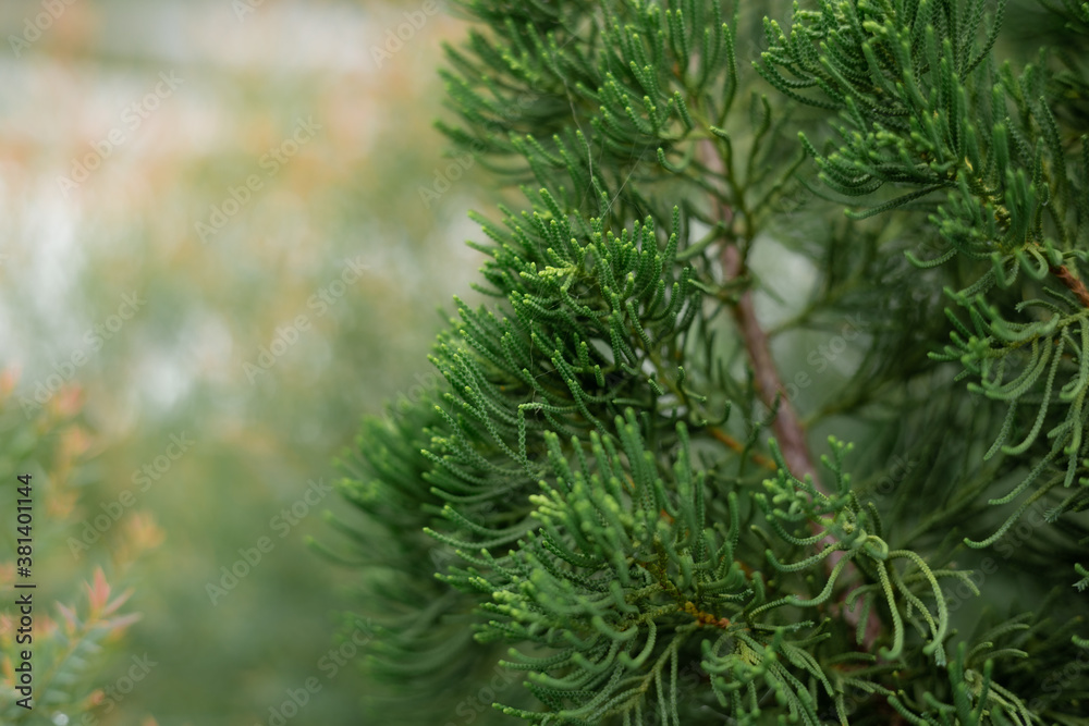 Christmas trees green branches close-up. needles, spruce, nature. Christmas trees green branches close-up. needles, spruce, nature.
