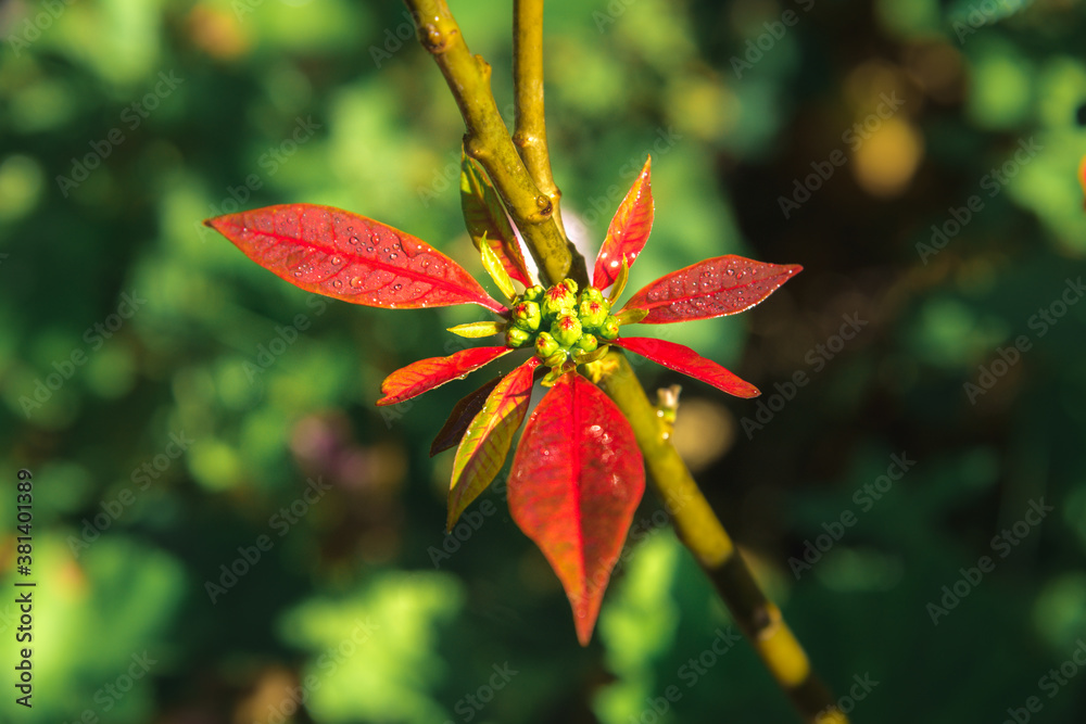 small fragile flower with beautiful smooth petals on a background of a green garden. flower with raindrops small fragile flower with beautiful smooth petals on a background of a green garden. flower with raindrops
