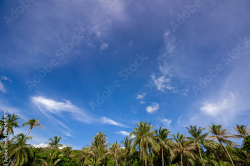 Coconut trees with tropical blue cloudy sky background 