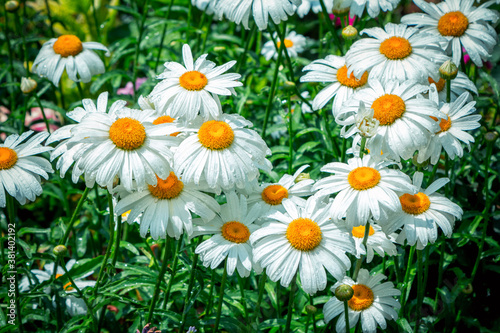 Beautiful chamomile flowers with rain drops on white petals  growing in the garden. Nature background. 