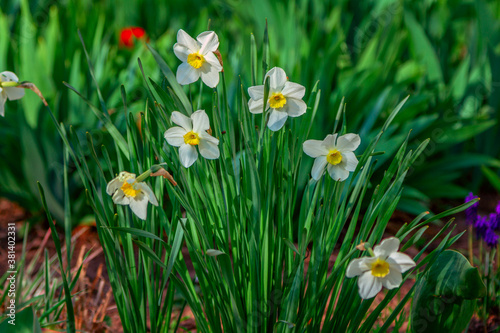 View of beautiful yellow narcissus flowers, growing in the garden. Spring blooming nature.