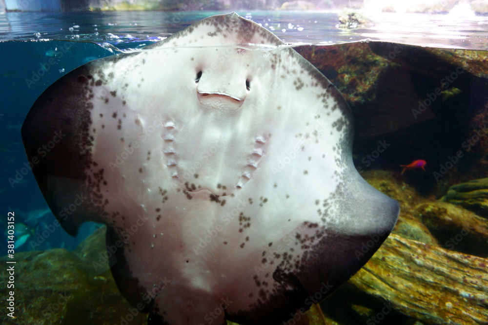 Fototapeta premium Smiling Batoidea under water. Batoidea is a superorder of cartilaginous fishes commonly known as rays