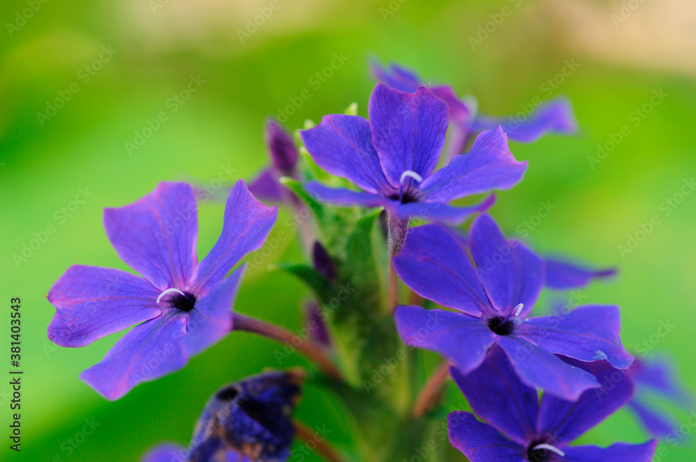 花 花