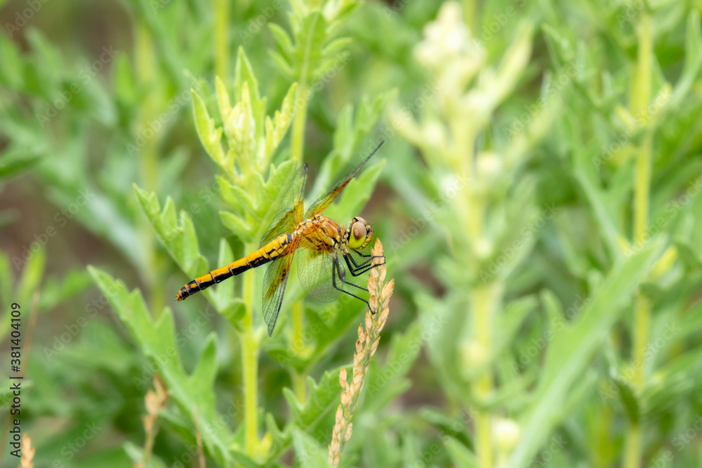 An Adult Female Band-winged Meadowhawk (Sympetrum semicinctum) Dragonfly Perched on Flowering Vegetation in Colorado