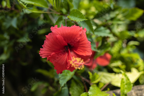 Close up of red hibiscus. Tropical flower on natural green background. Bali