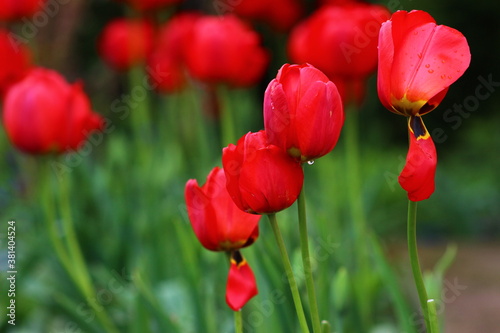 red and yellow tulips