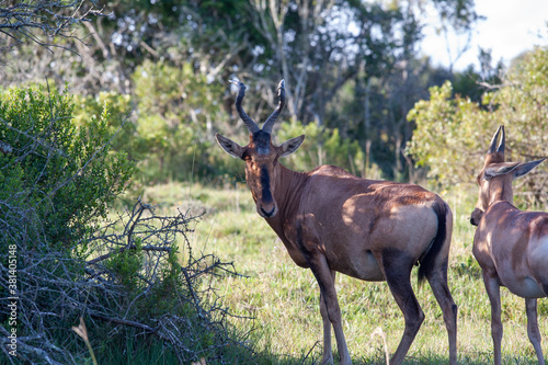 2 Gnu's im Dickicht photo