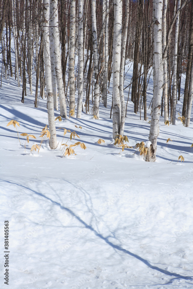 Fototapeta premium 冬の白樺林