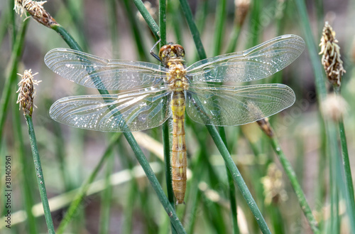 Four-spotted Skimmer (Libellula quadrimaculata) Teneral Just After Emergence at a Small Lake in the Mountains of Colorado