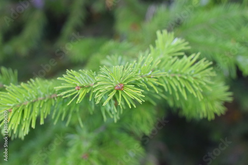 branches of a pine