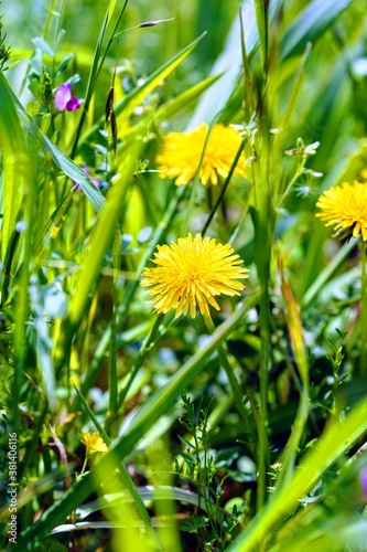 Dandelion