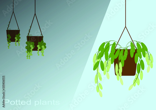 Planting in hanging pots and in pots on indoor ground.