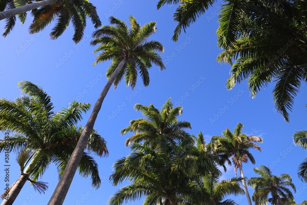 Palm trees in Guadeloupe. Caribbean island. Palm trees in Guadeloupe. Caribbean island.