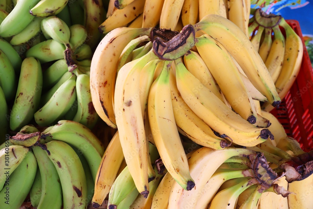 Caribbean bananas