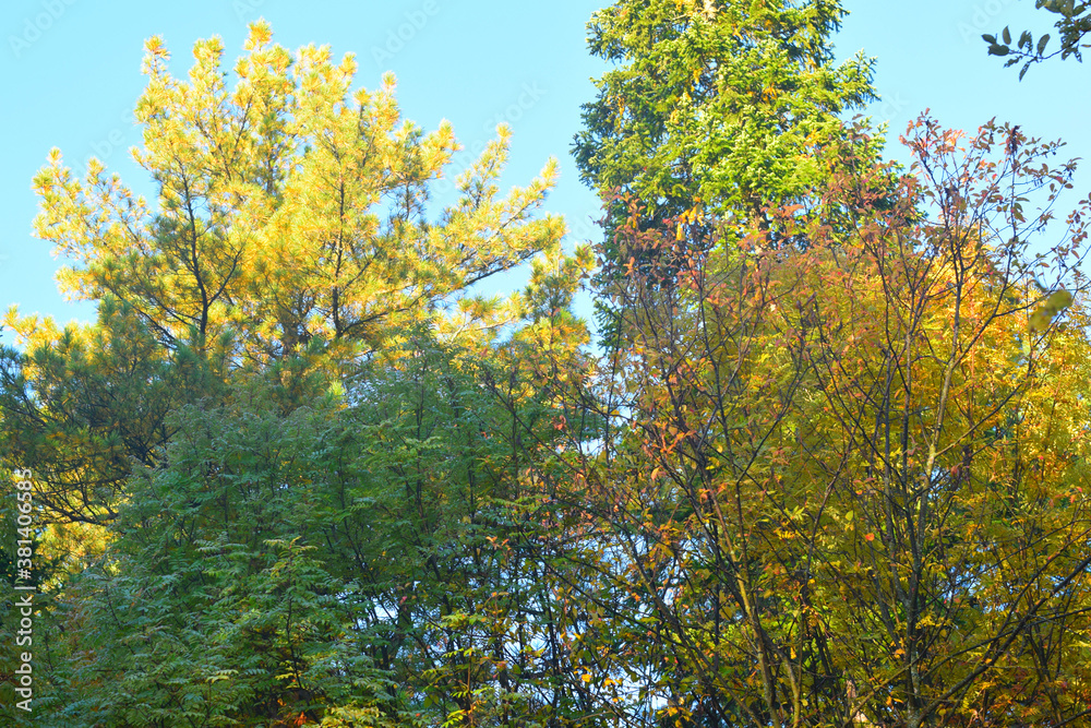 yellow leaves on a tree
