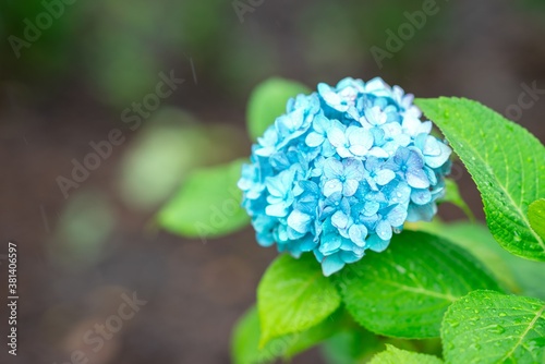 blue hydrangea flower