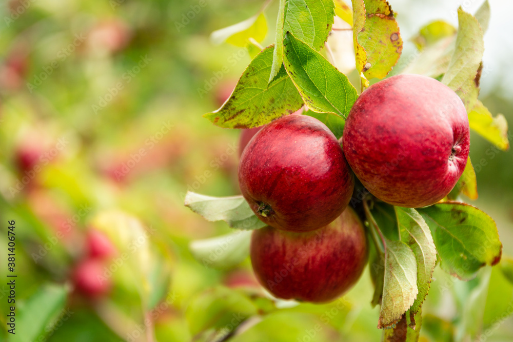 red ripe cider apples in a bunch in a tree in an orchard in the autumn red ripe cider apples in a bunch in a tree in an orchard in the autumn