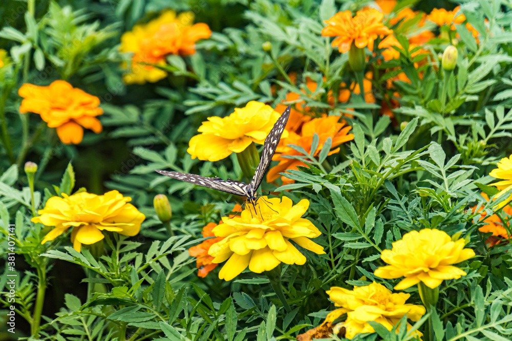 swallowtail butterfly perched in marigold swallowtail butterfly perched in marigold