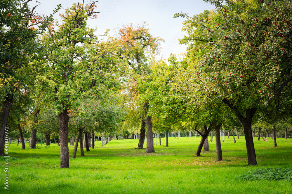 old cider apple orchard in autumn with green grass