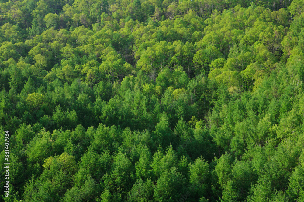 Fototapeta premium 新緑の森