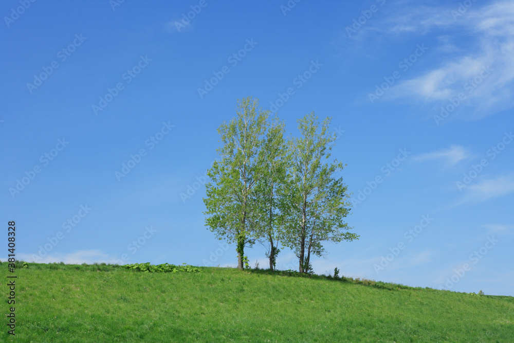 Obraz premium 草原の木立