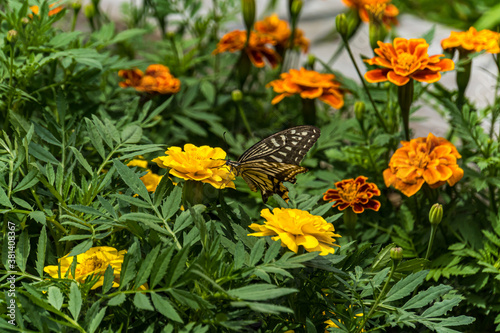 swallowtail butterfly perched in marigold © shige_u
