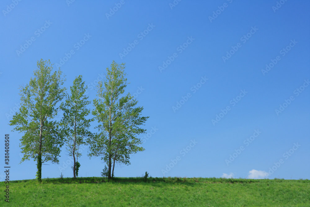 Obraz premium 草原の木立