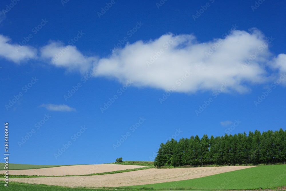 Fototapeta premium 田園風景