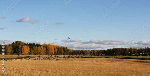 Golden field with birds  autumn background