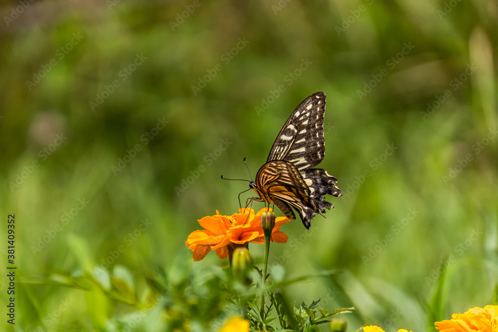 swallowtail butterfly perched in marigold swallowtail butterfly perched in marigold