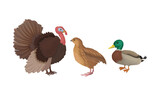 Feathered Turkey and Duck as Farm Bird Walking in Yard Vector Illustration Set