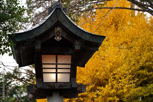 Japanese shrine lantern with autumn yellow ginkgo leaves at Chichibu Jinja Shrine in Japan. Japanese old traditional architecture. © dokosola