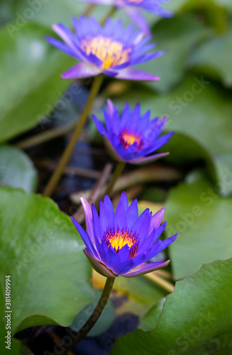 Purple lotus flowers in the lotus pond © pkproject