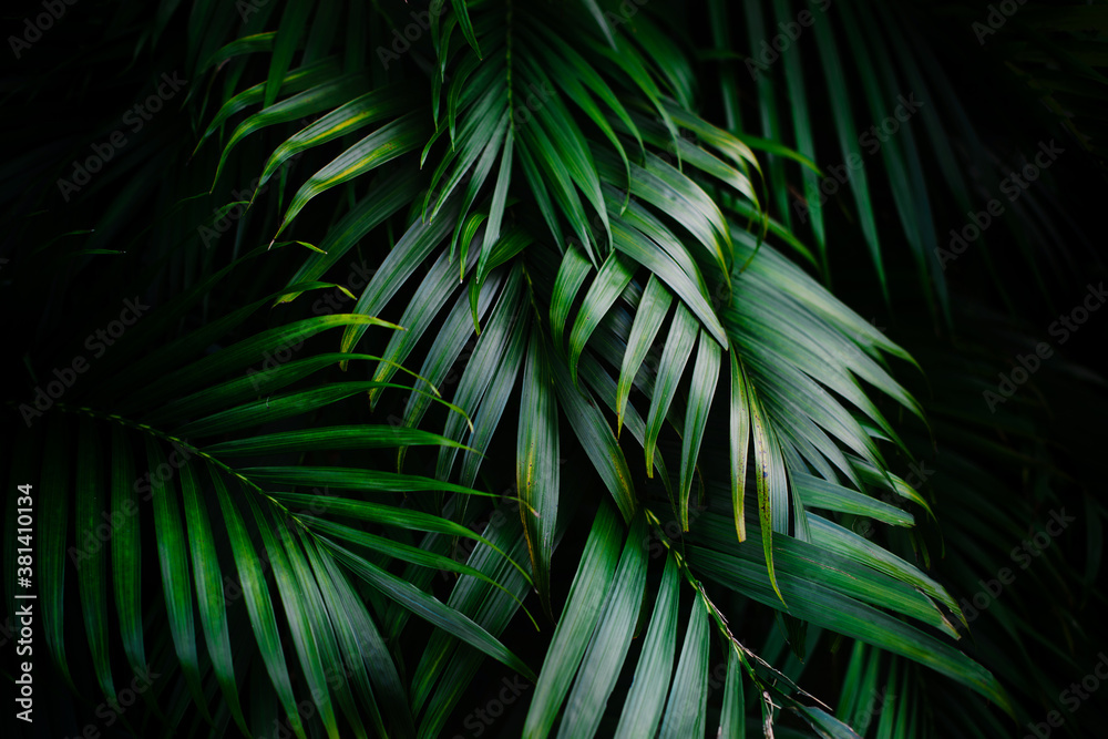 Deep green palm tree leaves texture. Tropical and fresh background.