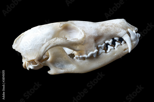 Animal skull, tribal
