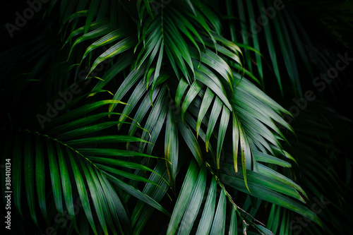 Deep green palm tree leaves texture. Tropical and fresh background. © Diana
