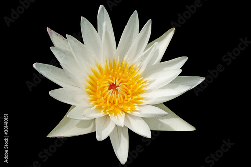 White lotus flower or water lily flower isolated on black.