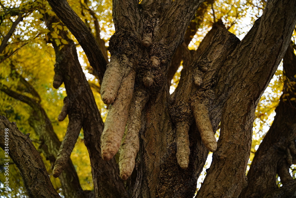 Autumn yellow Chichi Icho, Breast Ginkgo, is in japan. Branch shape likes breast. Yellow leaves are beautiful. Autumn yellow Chichi Icho, Breast Ginkgo, is in japan. Branch shape likes breast. Yellow leaves are beautiful.