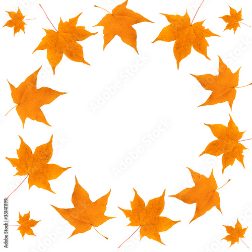 A wreath of yellow maple leaves on a white background. Autumn composition. Flat lay, top view, copy space