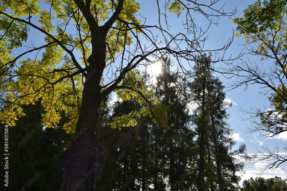 Fototapeta premium trees and sky